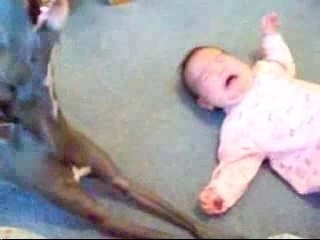 bébé fait pleurer le chien
