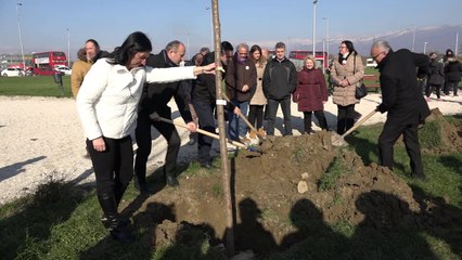 Qeveria shqyrton mundësinë e shfuqizimit të festës “Dita e drurit”