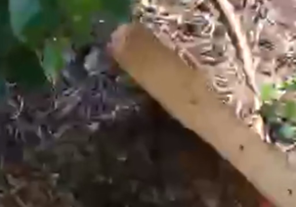 North Carolina Police Officer Uses Beekeeper Skills When Swarm Descends on Downtown Wilson