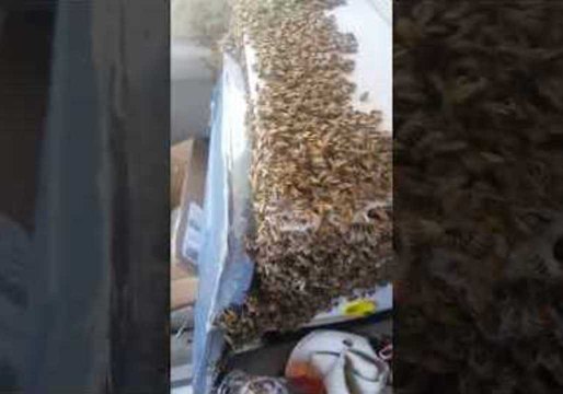 Man Drives Home With Swarm of Bees Loose Inside His Truck