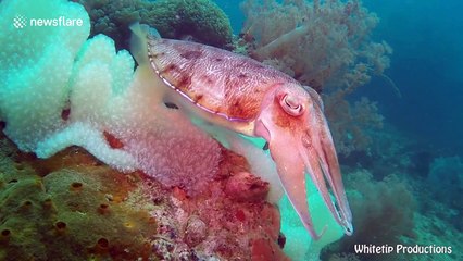 Cuttlefish changing colors to match their surroundings will mesmerize you