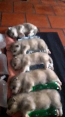 Puppies Staying Cool in the Heat