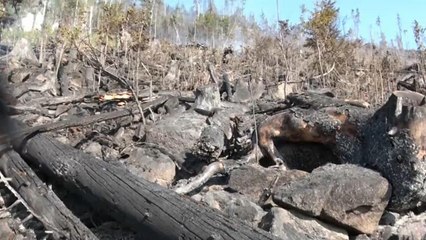 Slowakei: Waldbrände unter Kontrolle