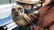 LIVE: These 2 baby great horned owls were rescued after falling from their nest.  They're receiving the best care at the WildCare Wildlife Hospital and the staf
