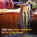 This rescued deer has her very own bedroom because she's part of the family, and her favorite food is spaghetti. Her mom has a very good reason for loving her t
