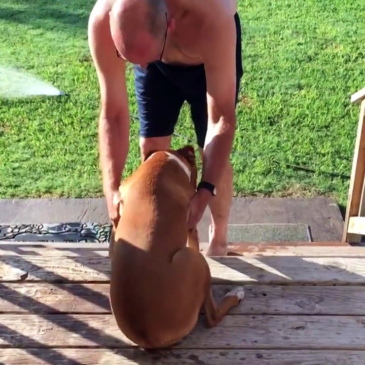 Boxer will never let you down 
