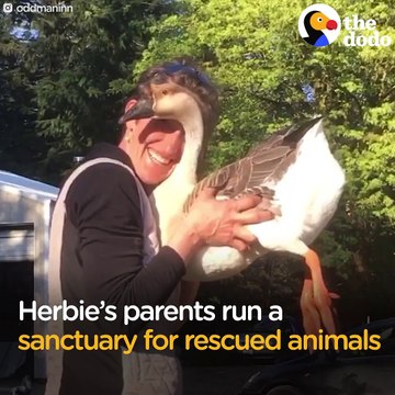 This goat lives in a house and loves to jump on counters — his parents got rid of their furniture so his 80 siblings could play inside too!