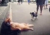 Cool Cat Has No Time to Play With Little Dog