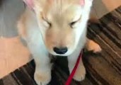 Adorable Golden Retriever Puppy Receives Massage