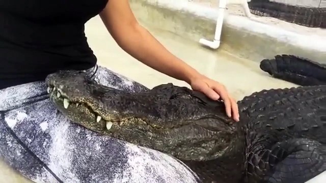 Cet alligator se prend pour un chien et demande des caresses à son maître