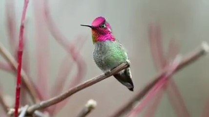 A bird changed its color