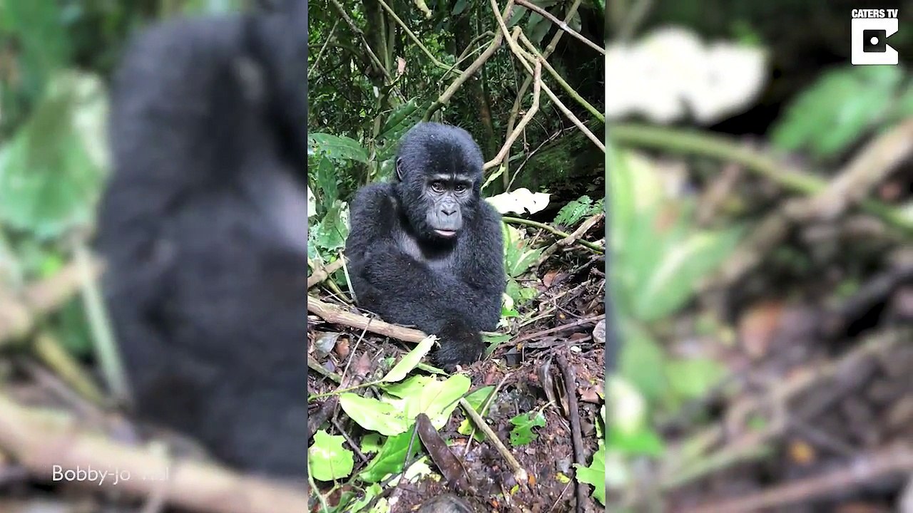 Ce bébé gorille veut voler la veste d'un touriste