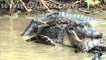 Python vs Alligator - Combat de titans