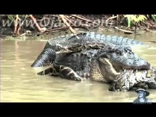 Python vs Alligator - Combat de titans
