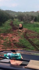 Un lion s'approche dangereusement d'un groupe de safari, en rugissant