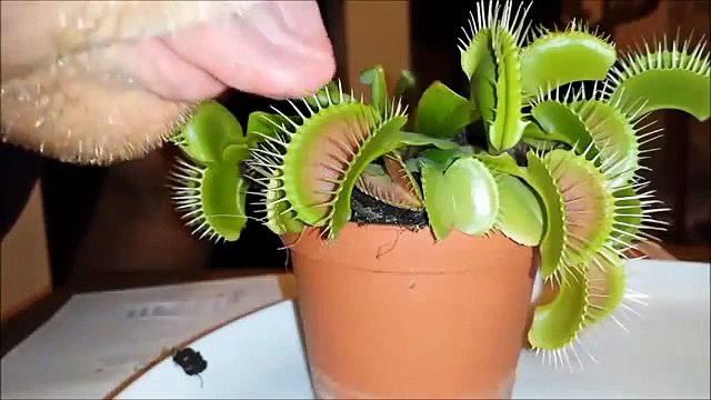 Il met sa langue dans une plante carnivore... Mauvaise idée