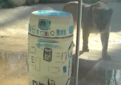Michigan Zoo Celebrates 'Star Wars Day' With Animal-Themed Tribute