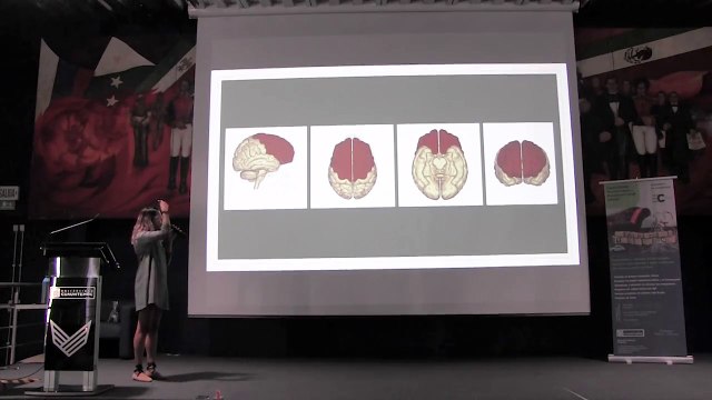 CONFERENCIA. El director ejecutivo del cerebro. El desarrollo de las funciones ejecutivas a lo largo de la infancia.