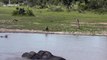 Watch 2 proud elephants wrestle in muddy water