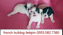 izmir,de french bulldog yavrular iletişim....0553.082.7380