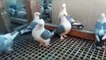 frill back pigeons( brown white & black white ) fancy pigeons cages / birds videos.