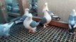 frill back pigeons( brown white & black white ) fancy pigeons cages / birds videos.