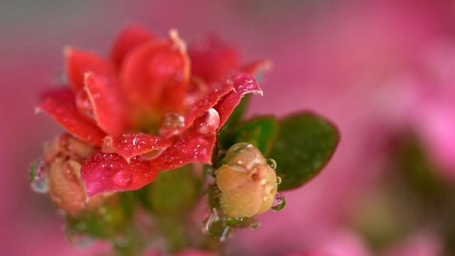 10 Houseplants You Can't Kill