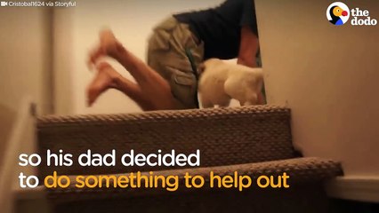 Puppy Tries Stairs For First Time With Help From the best friend ever