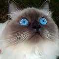 Amazing Blue Cat Eyes