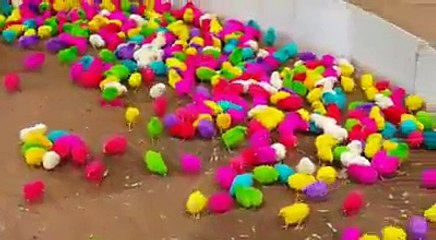 Farm ducklings colors amazing