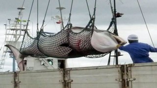 A Japanese fleet killed 333 whales