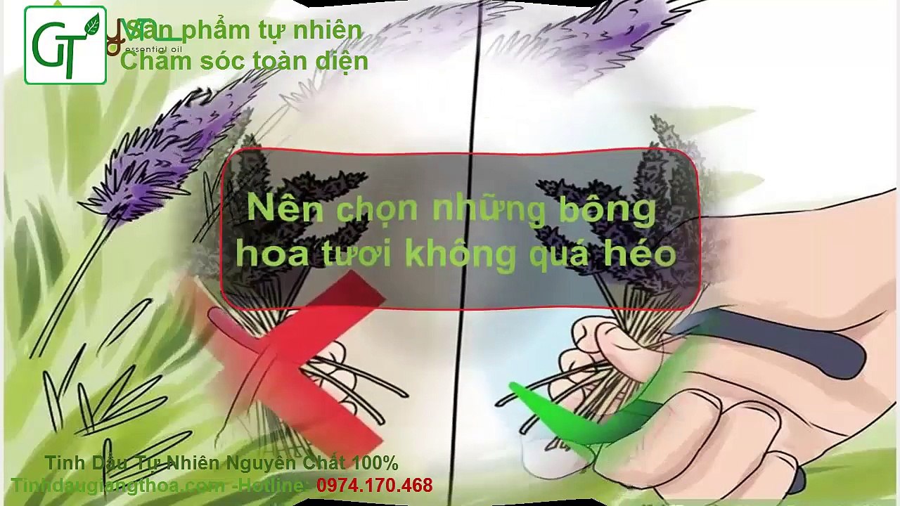 Tinh Dầu Oải Hương - Hướng Dẫn Cách Làm Tình Dầu Oải Hương Nguyên Chất