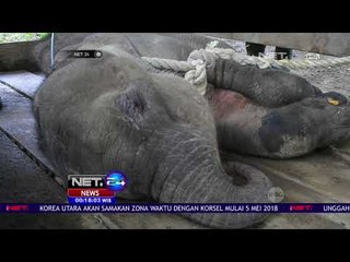Bayi Gajah Terjerat di Pedalaman Pidie - NET 24