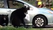 Trio of Black Bears Rummage Through Open Car in Asheville