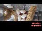 In India Cobra laying eggs goes viral - Love Animal - Indian Viral