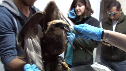 Tabiatta bulunan saz delicesinin tedavisine başlandı