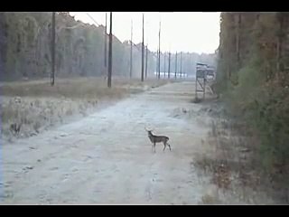 Pire chasseur VS Cerf débile