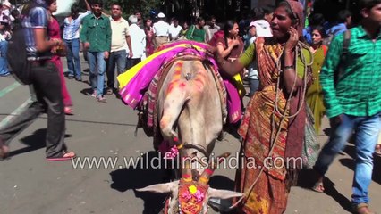Five legged cow helps Indian woman earn