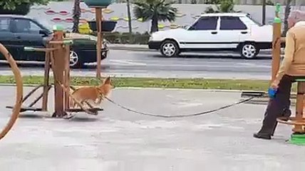 Torunu gibi köpeğe muamele eden dayı ve halinden pek memnun kuçu kuçu
