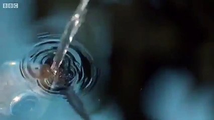 Okçu balığı avlanıyor