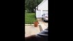 Des millions de vues pour la vidéo de ce chien qui se cache derrière un pot de fleurs