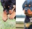 Why Rottweilers Are The Best Breed