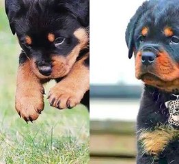 Why Rottweilers Are The Best Breed
