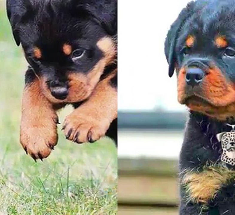 Why Rottweilers Are The Best Breed