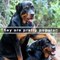 Reasons why Rottweilers are the best