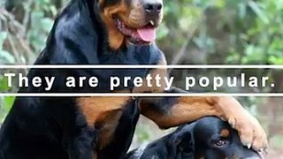 Reasons why Rottweilers are the best