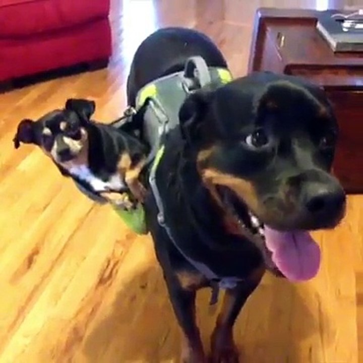 This is why I love Rottweilers!