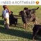 Rottweilers And Kids