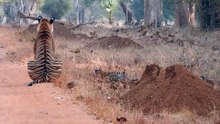 One female tiger with little cubs