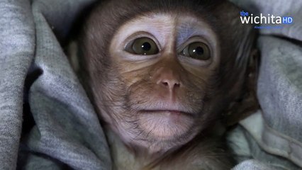 Lori Looks Better But Can Not Move - Lori Crying Very Loudly For Mom This Morning